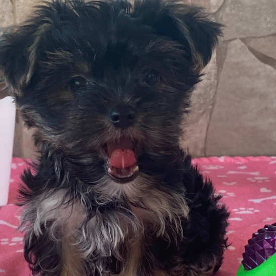 Picture of Rocky Yorky Puppy