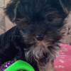 Picture of Rocky Yorky Puppy