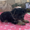 Picture of Rocky Yorky Puppy