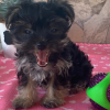 Picture of Rocky Yorky Puppy