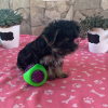 Picture of Rocky Yorky Puppy