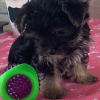 Picture of Rocky Yorky Puppy